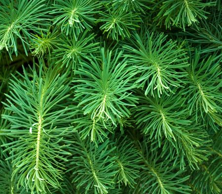 Coniferous background for Christmas design