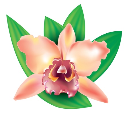 Ilustración de Beautiful flower orchid with leaves for design - Imagen libre de derechos