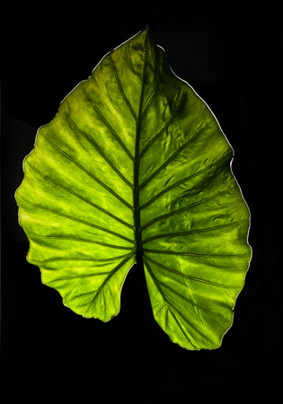 beautiful green plant leafの写真素材