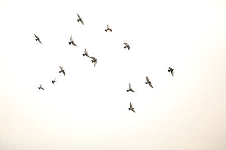 Pigeons Flyの写真素材