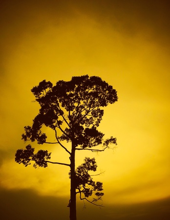 Tree silhouette and sunlight.の素材