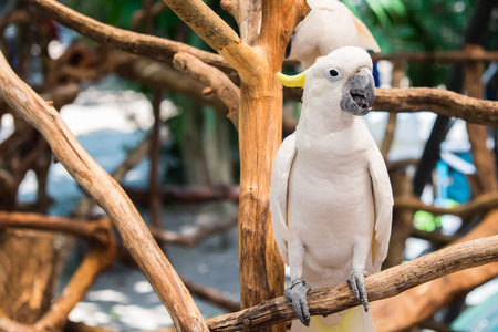 White cockatoo perched on branch at Khao Kheow Open Zoo located in Chonburi  province Thailand.の写真素材
