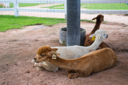 Group of brown and white alpacas resting at farm in Thailand.の写真素材
