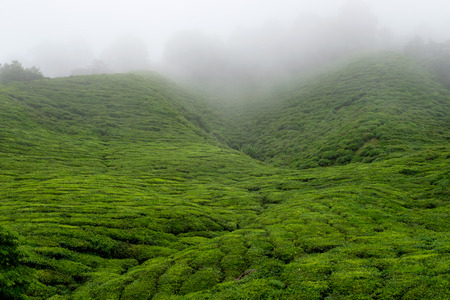 Valley filled with tea plantations and fog in Cameron Highlands, Malaysia.の写真素材