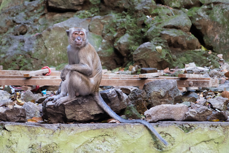 Crab-eating macaque (Macaca fascicularis), also known as long-tailed macaque in Batu Caves,...