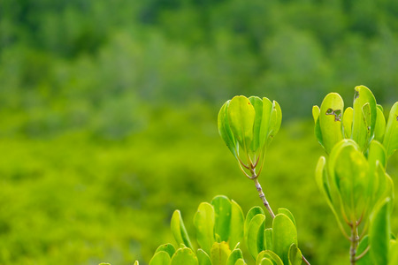 Close up top of Ceriops Tagal with golden Ceriops Tagal background in mangrove forest located at Rayong, Thailand.の写真素材