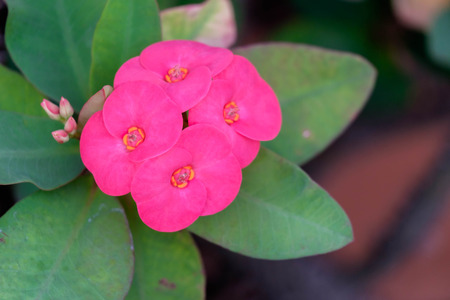 Close up of pink Crown of Thorns flowers (Euphorbia milii, Christ plant, Christ thorn).の写真素材