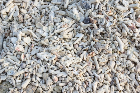 Background of Coral on the Beachの写真素材