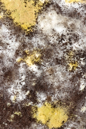 Fungi background of vertical の写真素材