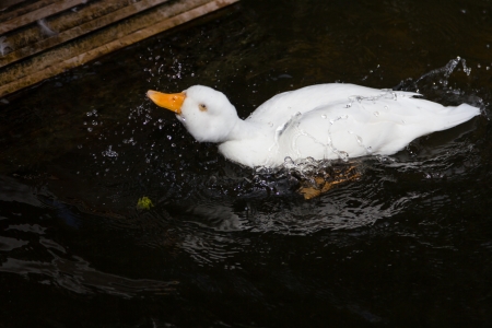 White duck is flick in marsh の写真素材