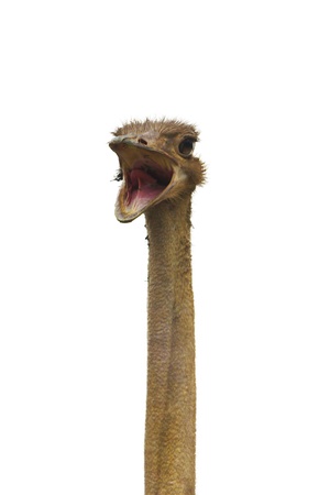 Ostrich with open beak isolated の写真素材