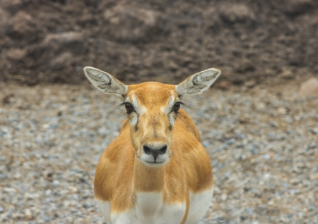 Closeup the fawn at looking の写真素材