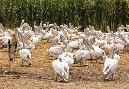 Painted stork and pelican flock of birds の写真素材