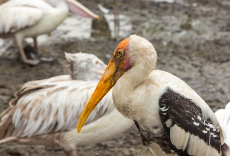 Closeup painted stork in nature の写真素材