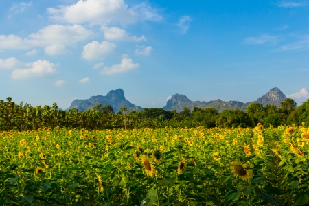 Landscape sunflower field and mountain in summer, Thailand の写真素材