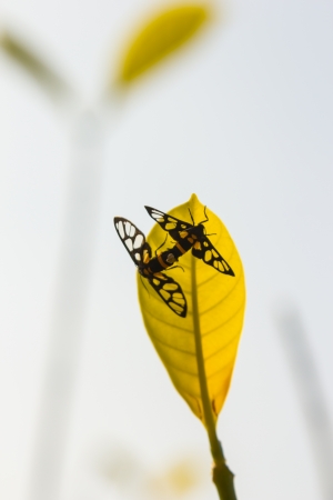 Moth copulation on leaf の写真素材
