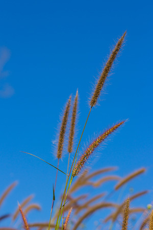 Closeup flower grass on blue sky の写真素材