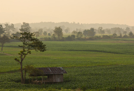 Old cottage on the green field at chiang rai, Thailandの写真素材