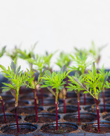 Small plants in plastic tray closeup の写真素材