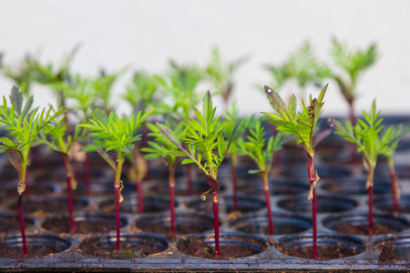 Small plants row in plastic tray の写真素材