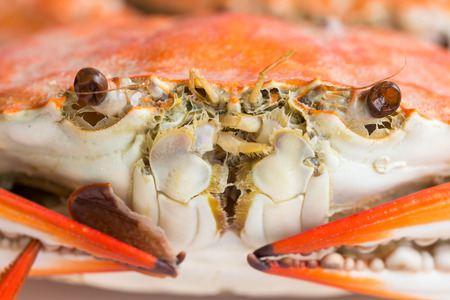 Macro steamed crab on dish の写真素材