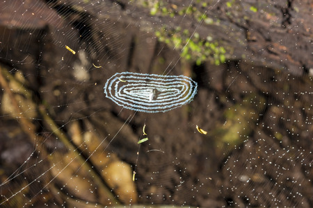 Small spider in the center of a spider web の写真素材