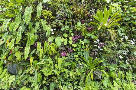 Background of botanical in natureの写真素材