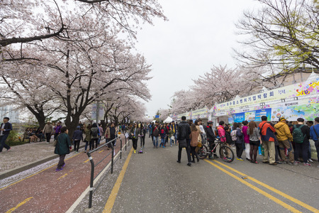 Seoul, South Korea - April, 12 2015. The Yeouido Spring Flower Festival is held in Yeouiseo-ro (Yunjung-no) in mid-April when spring flowers are in full bloom. The celebration is famous for Over 1,400 cherry trees are in full bloomsのeditorial素材