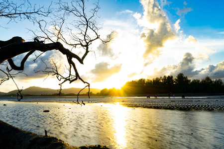 Before Sunset Scenery and dying tree at Mangrove Forest, Phuket Thailand.の写真素材
