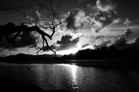 Sunset scenery and dying tree at mangrove forest, monochrome, Phuket, Thailand.の写真素材