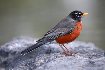 robin close up の写真素材