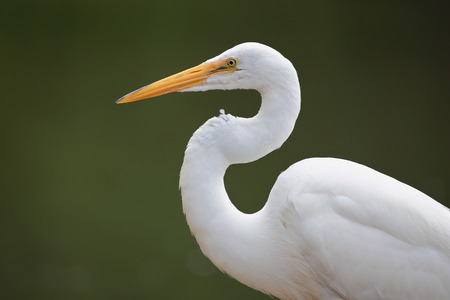 Egret close up 