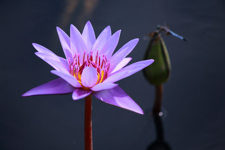 Water lilyの写真素材