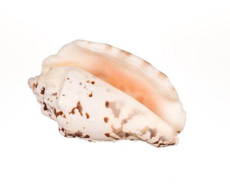 seashell on white background studio macro shot