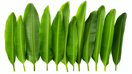 collection of banana leaf isolated on white backgroundの素材