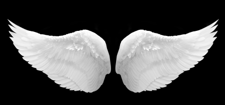 White Wingの写真素材