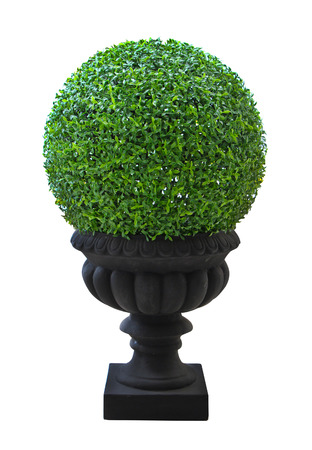 Beautiful myrtle tree in granite vase isolated on white isoの写真素材