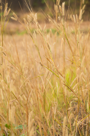 feather pennisetum,mission grassの写真素材