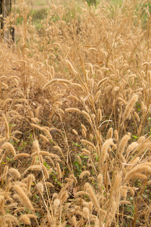 feather pennisetum,mission grassの写真素材