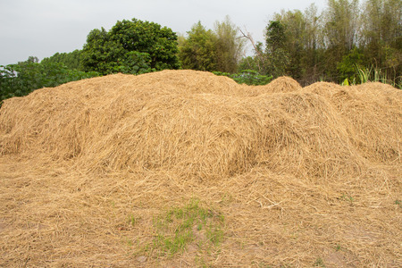 Straw texture の写真素材