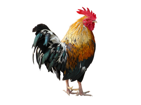 Thailand male chicken rooster isolated on white background, withclipping pathの写真素材