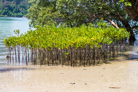 mangrove forest,forest at the river estuaryの写真素材