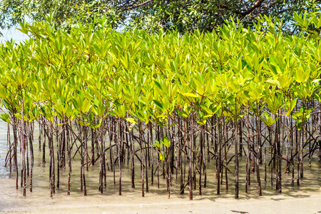 mangrove forest,forest at the river estuaryの写真素材