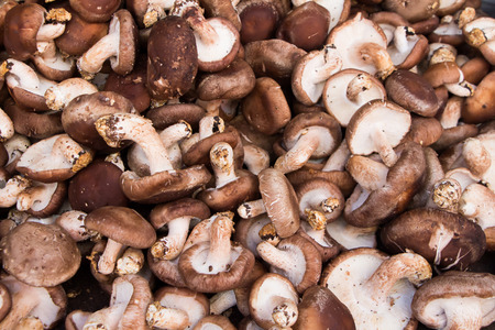 Shiitake mushrooms in the Marketの写真素材