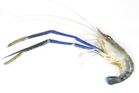 Fresh prawn from riverの写真素材