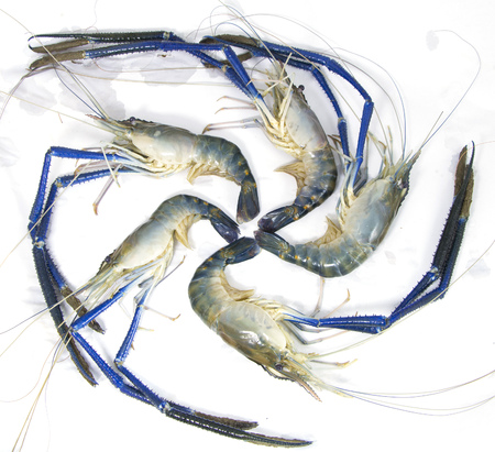 Fresh prawn from riverの写真素材