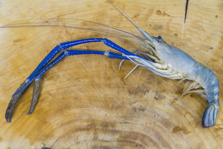 Fresh prawn from riverの写真素材