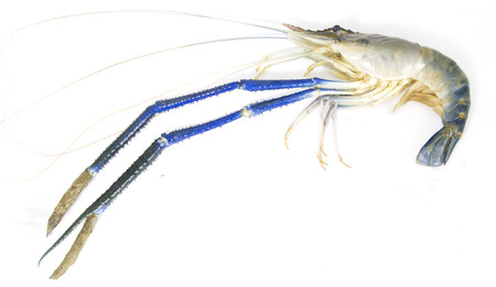 Fresh prawn from riverの写真素材