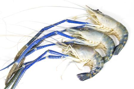 Fresh prawn from riverの写真素材