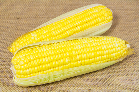 Fresh Yellow Organic Asia Corn isolatedの写真素材